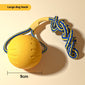 Dog Training Supplies