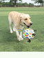 World Cup-Themed Dog Soccer