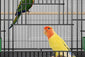 Home Fashion Personality Double Layer New Bird Cage