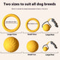 Dog Training Supplies